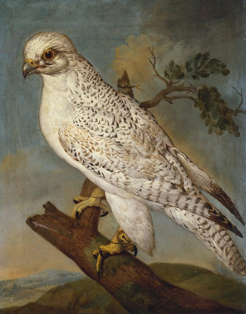 A Falcon on a Branch, 1736 by Ferdinand Phillip de Hamilton  (1657-1750) 