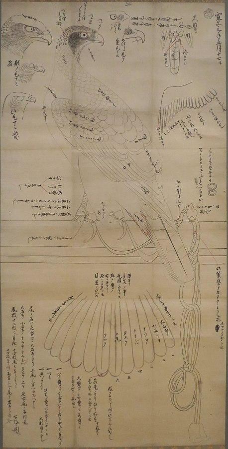 Sketch of a hawk on a pine by an unknown Japanese artist, 1661
