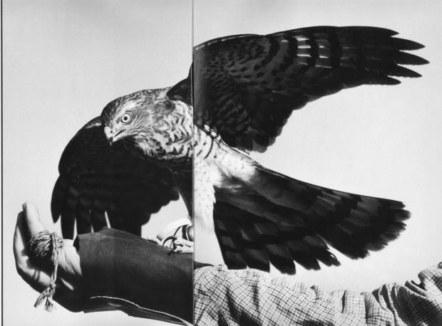 A bird in hand Man's best friend, the sparrowhawk by Roger Upton (1937–2017) 